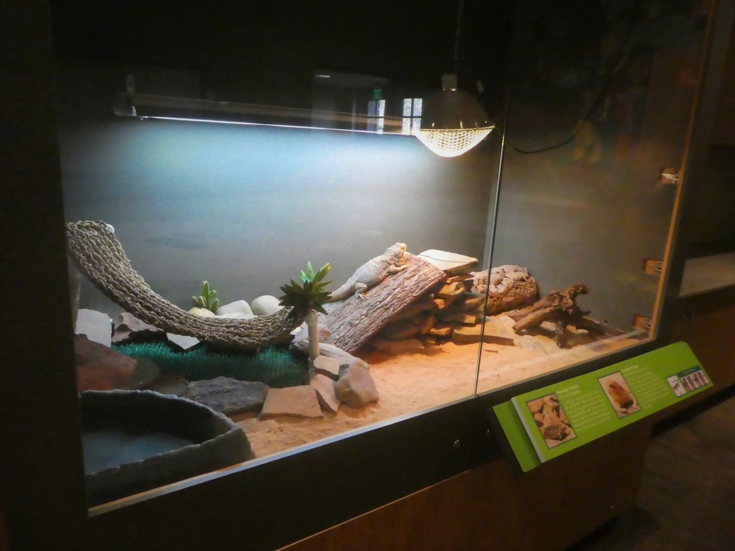 KidZooU - Faris Family Education Center - Central Bearded Dragon and Pancake Tortoise Exhibit
