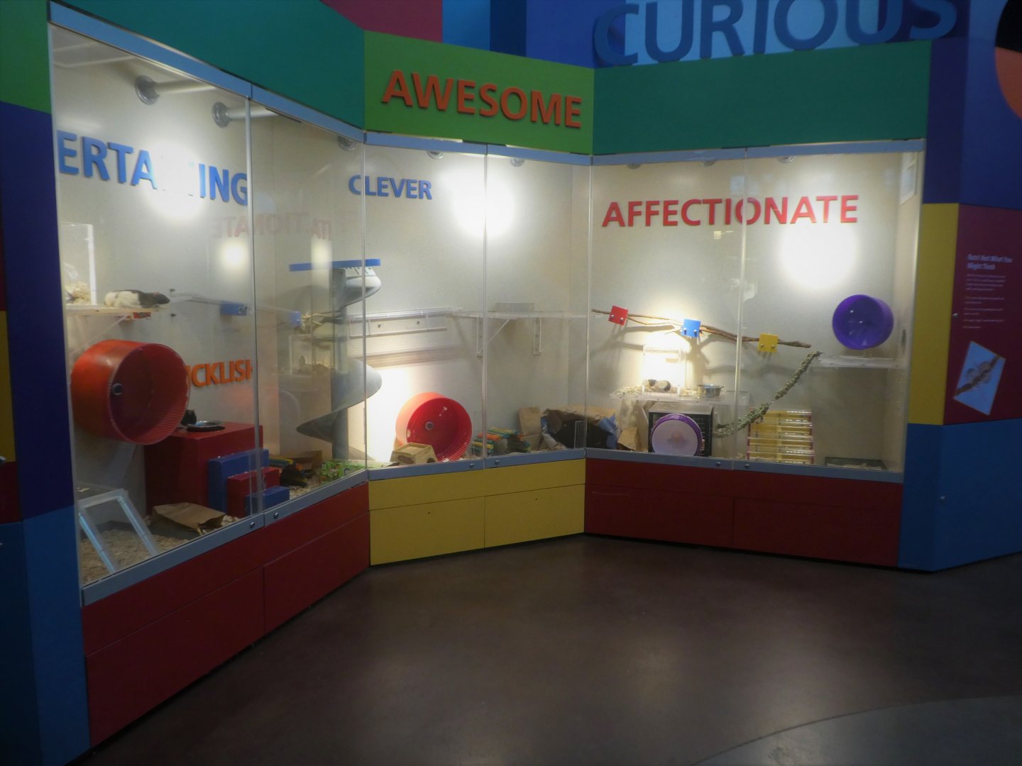 KidZooU - Faris Family Education Center - Fancy Rat Exhibit