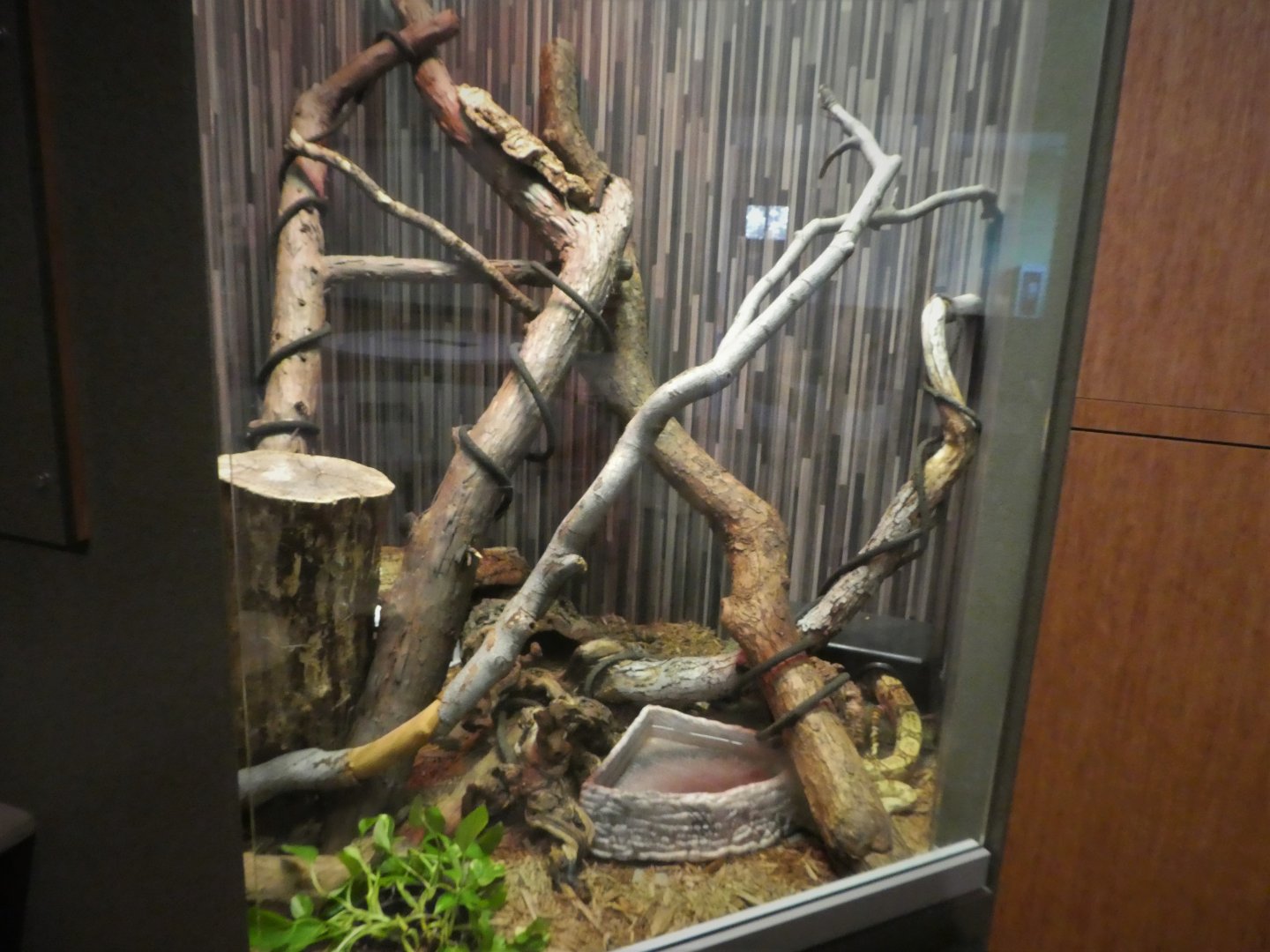 KidZooU - Faris Family Education Center - Northern Boa Exhibit