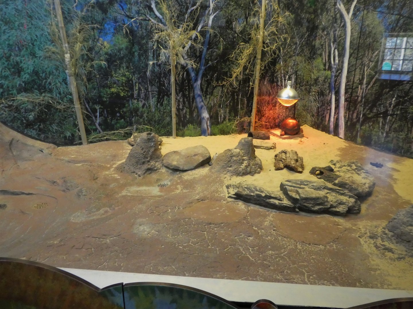 KidZooU - Faris Family Education Center - Rotational Turtles Exhibit