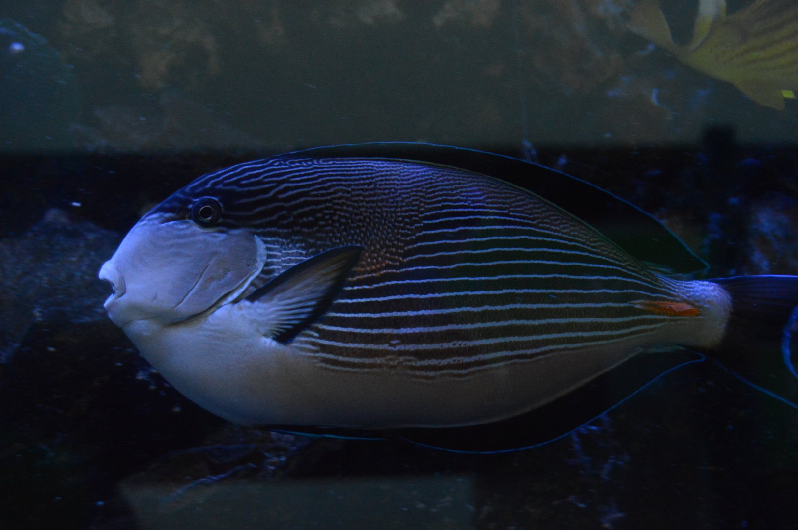 KidZooU - Sohal Surgeonfish (Acanthurus sohal)
