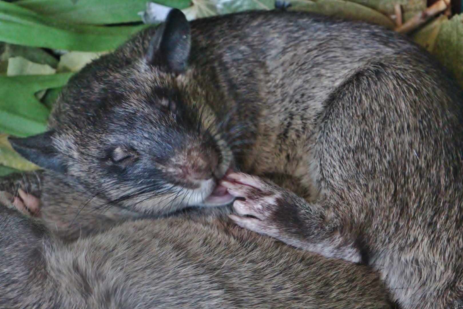 KidzWorld - Gambian Pouched Rat (Cricetomys gambianus)