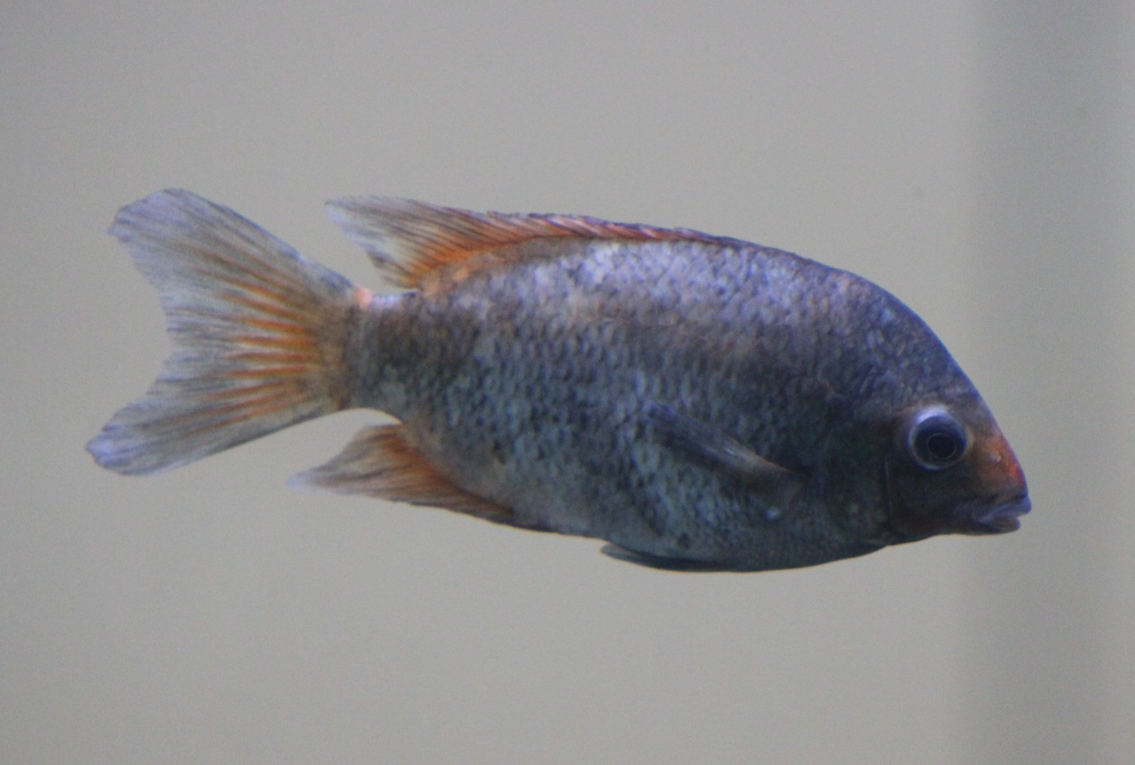 Kiener's madagascar cichlid - Paretroplus kieneri