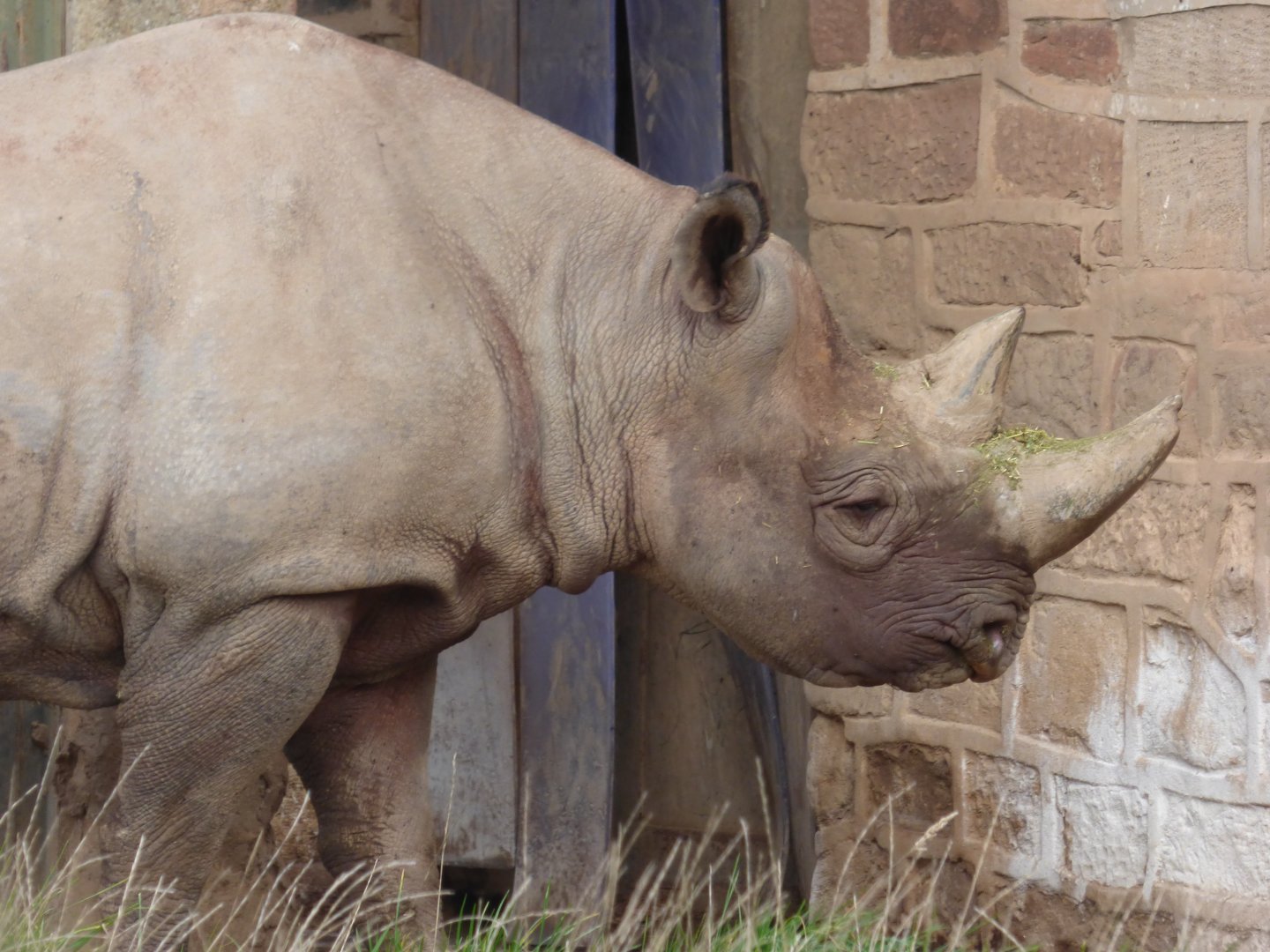 Kifaru II the Black Rhino