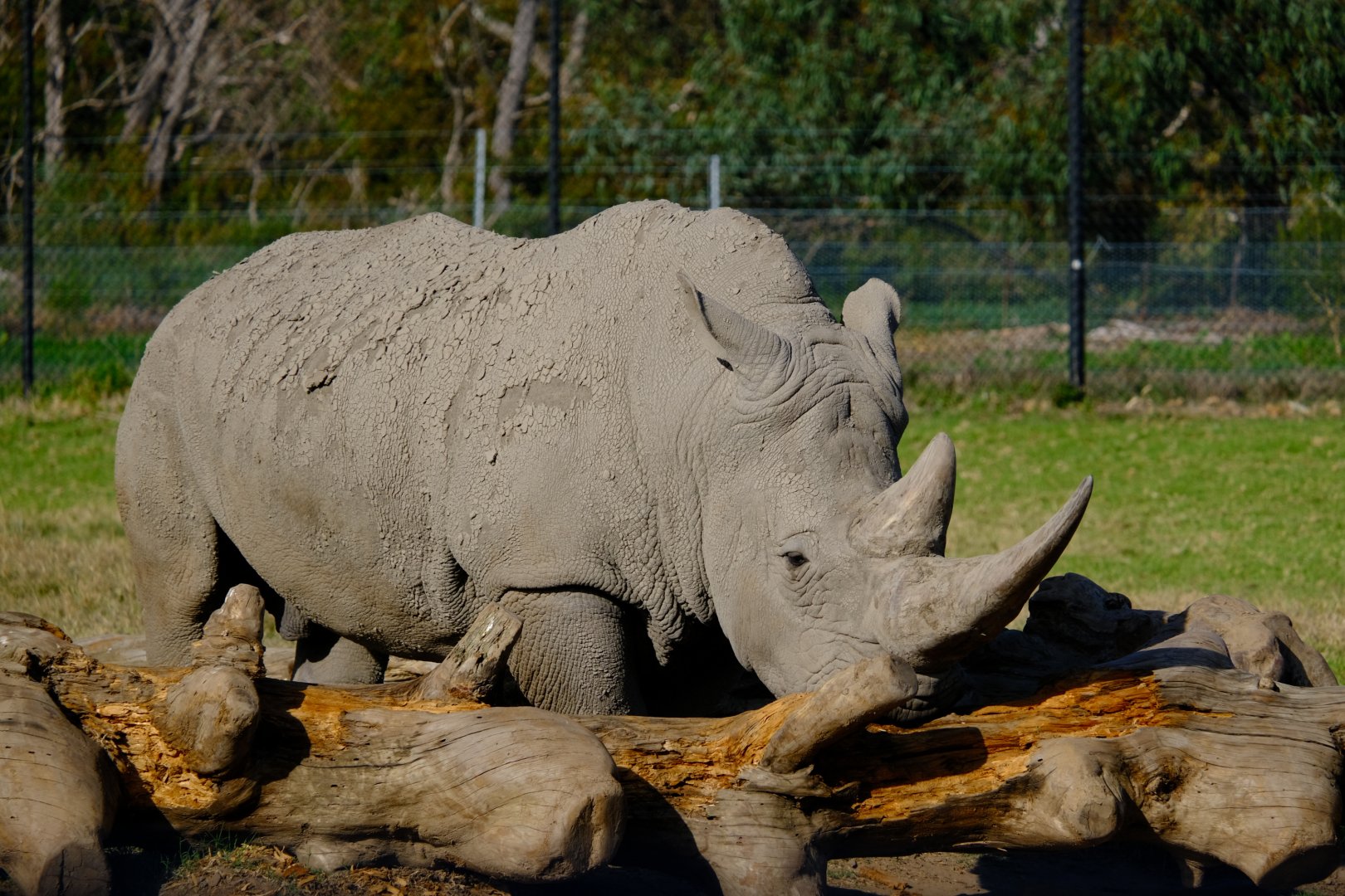 Kifaru - Werrbiee Open Range Zoo