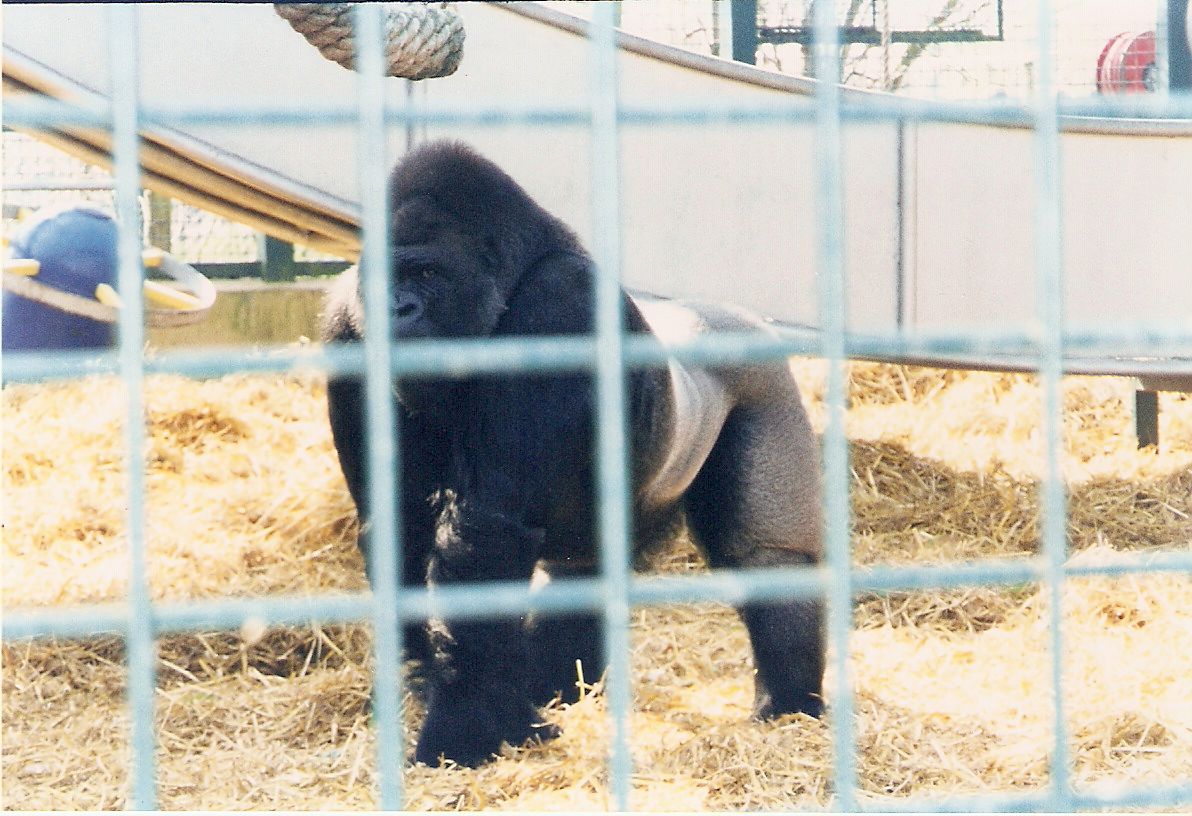 Kifu the gorilla at Howletts Wild Animal Park, 4 April 2002