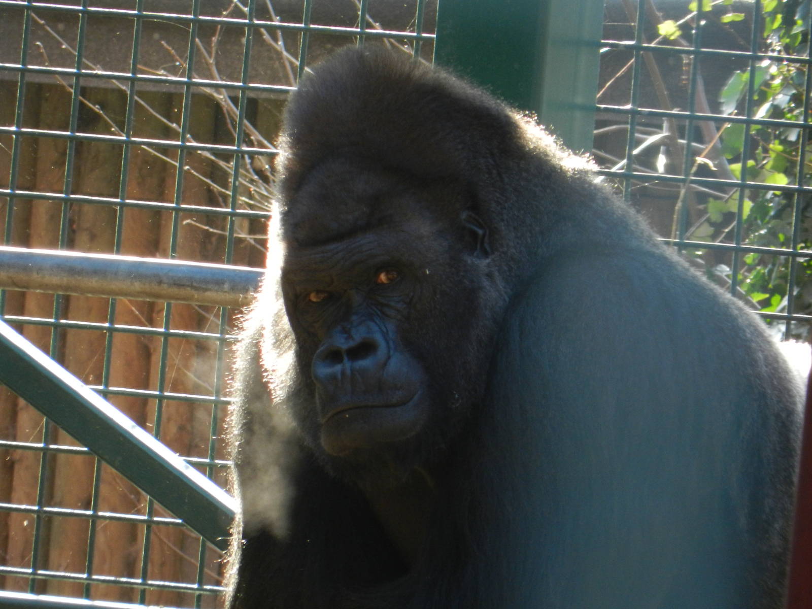 Kifu the Gorilla