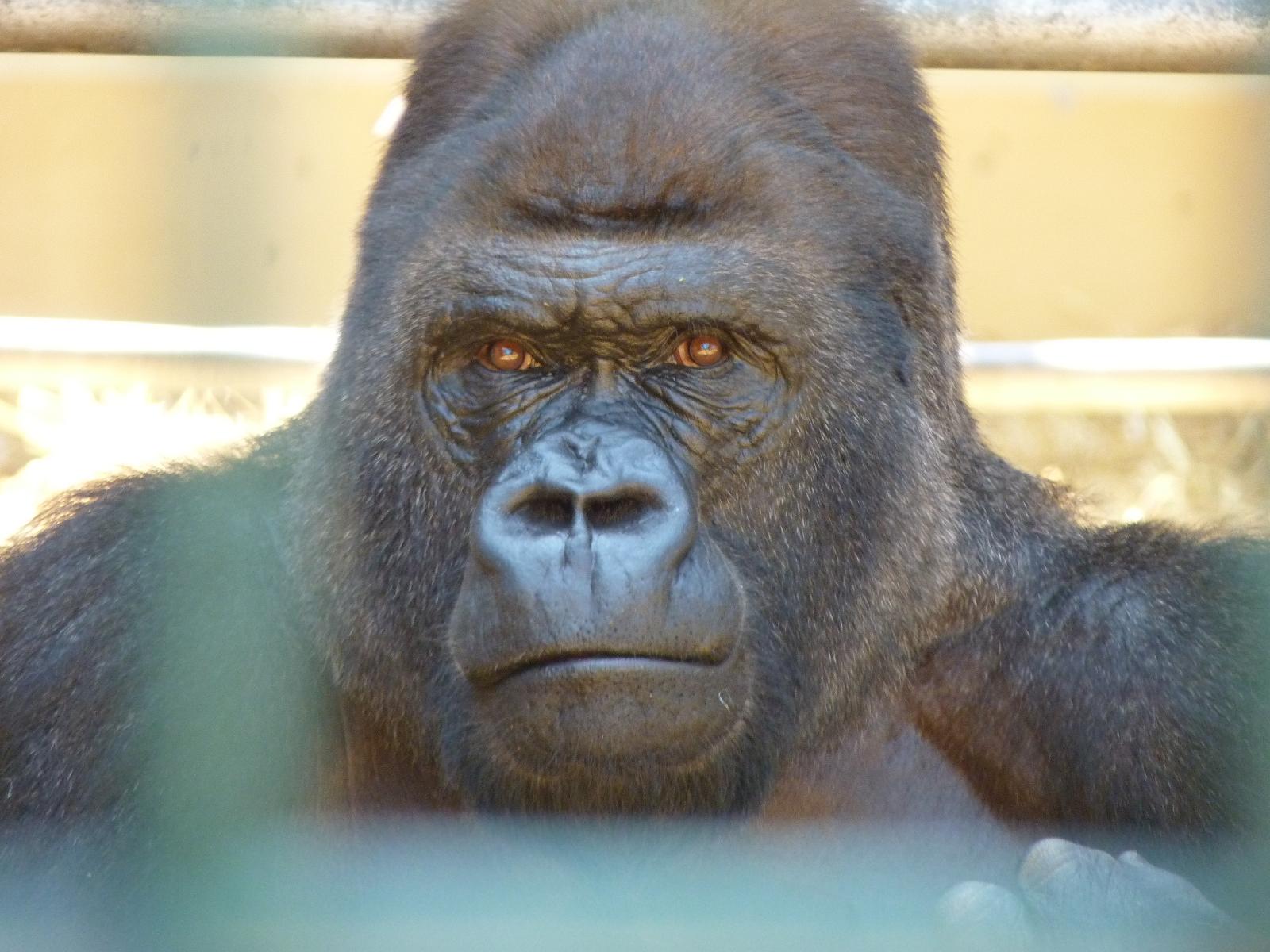 Kifu the Silverback