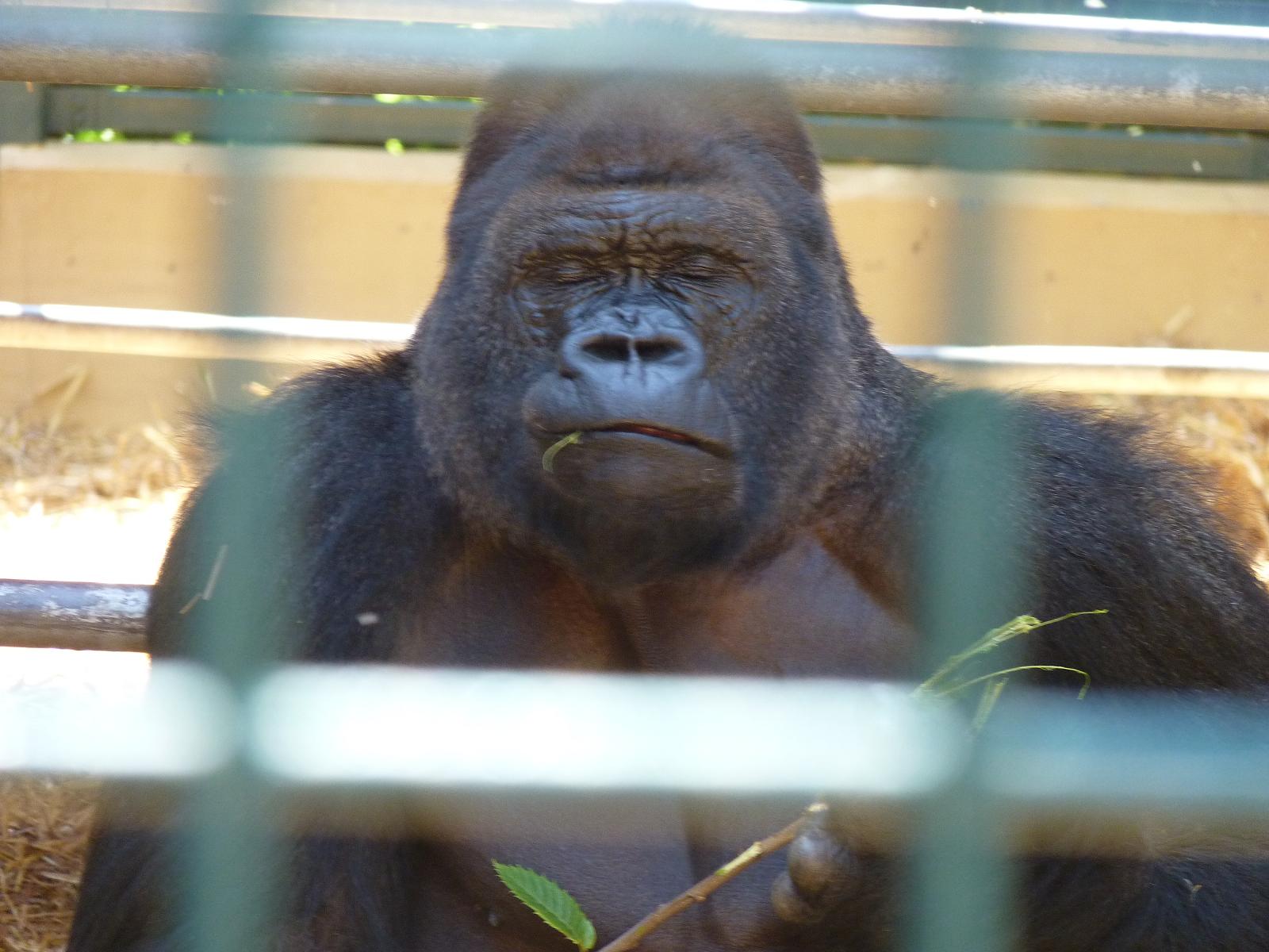 Kifus a bit of a dreamer