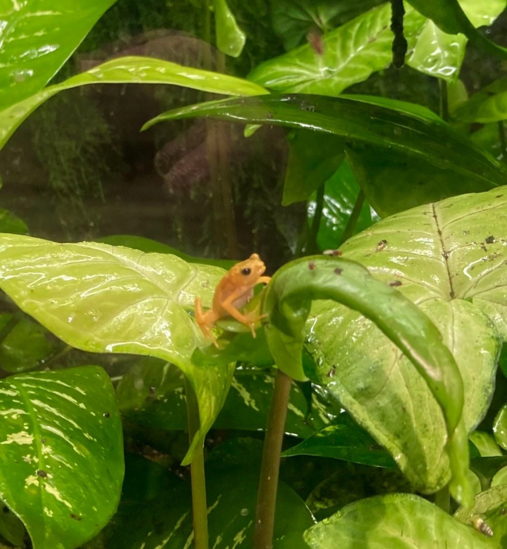 Kihansi spray toad (3/3/24)