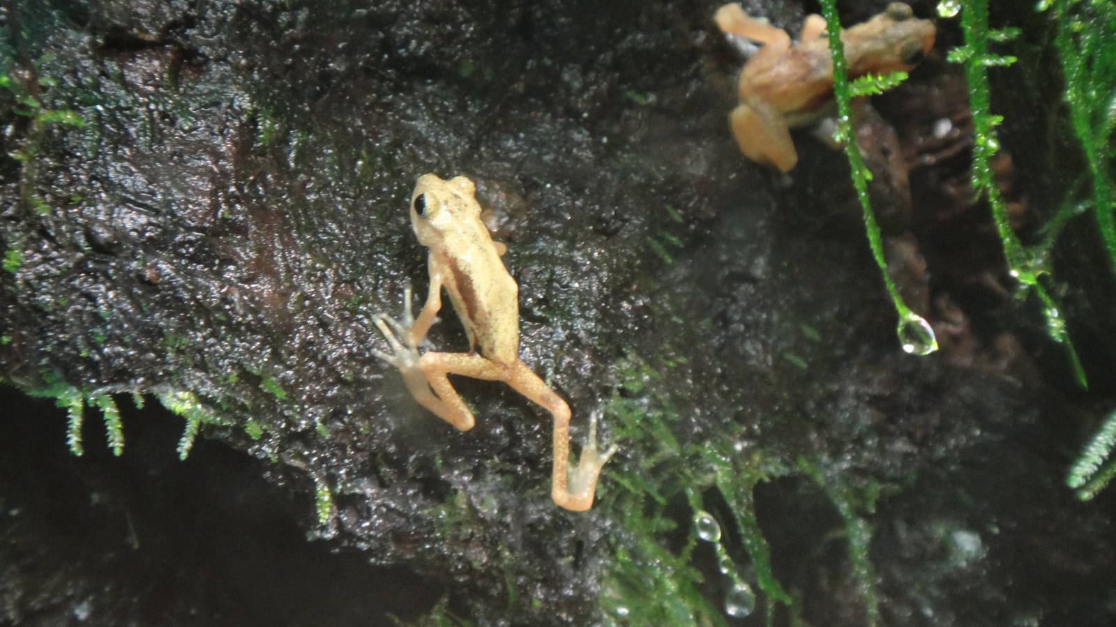 Kihansi spray toad at Bronx zoo 2014-12-29