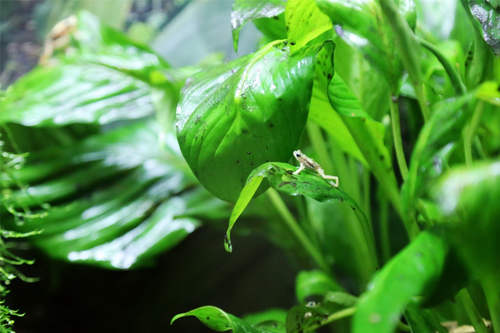 Kihansi Spray Toad Exhibit