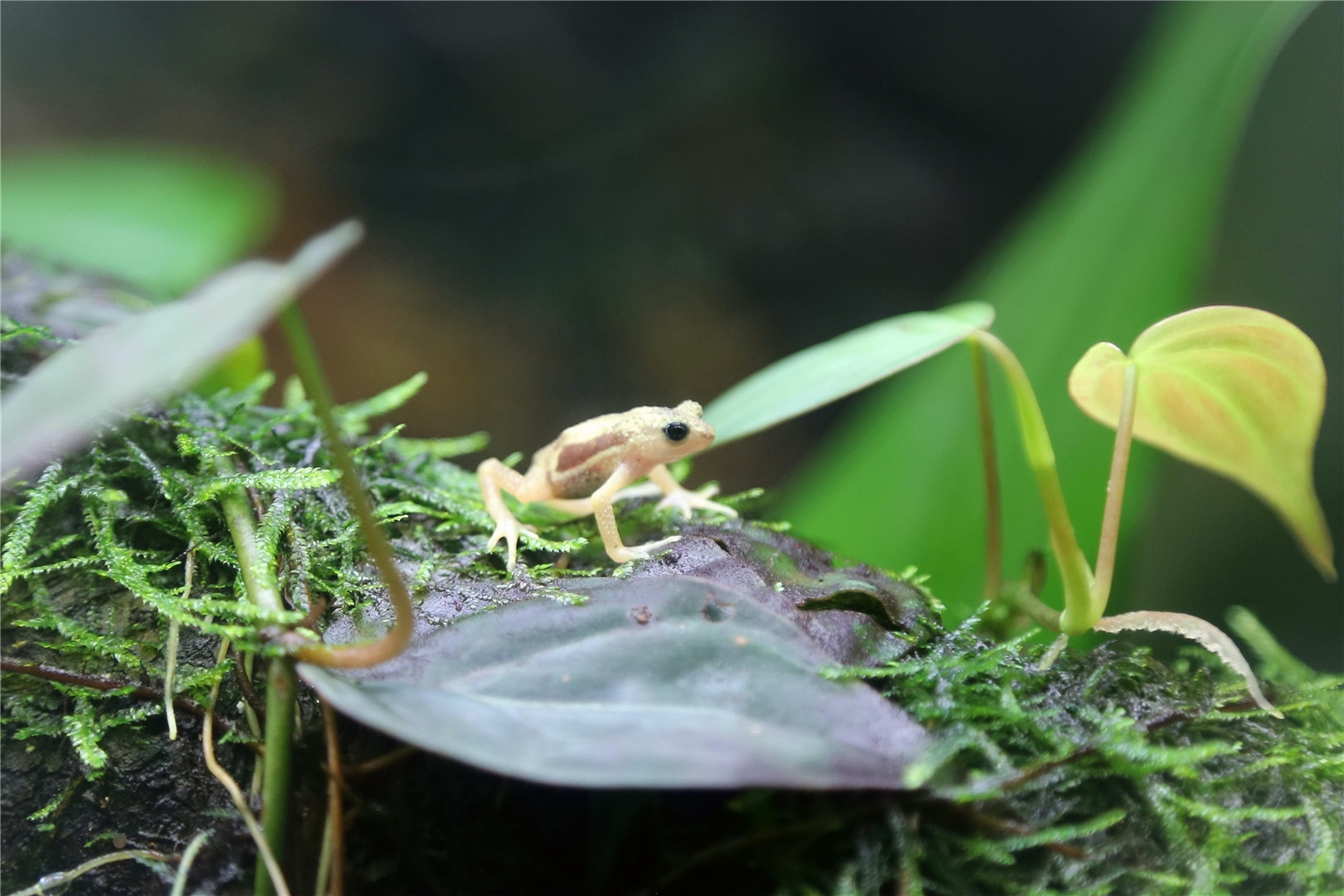Kihansi spray toad (Nectophrynoides asperginis)
