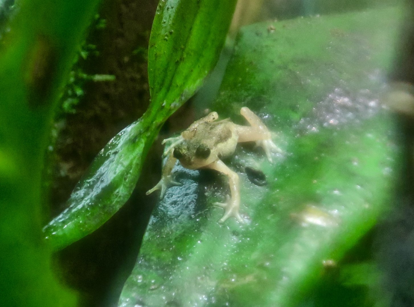 Kihansi Spray Toad (Nectophrynoides asperginis)