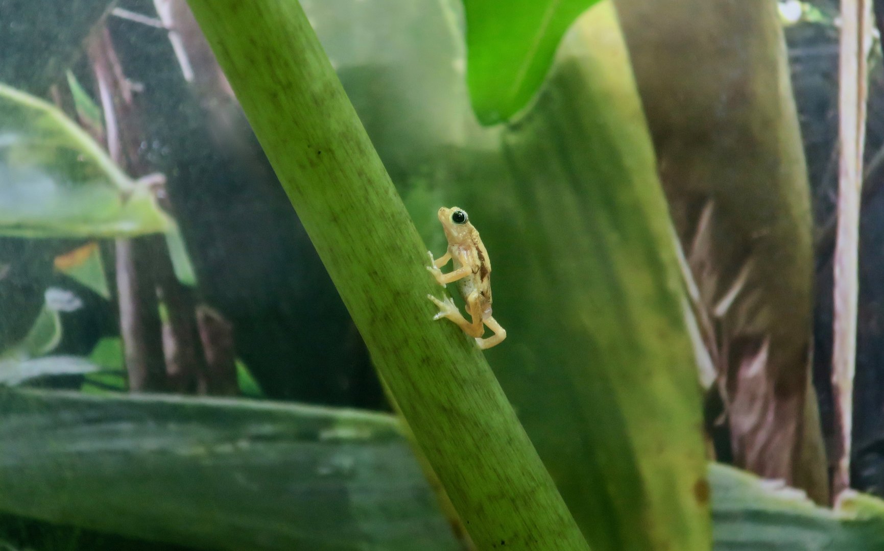 Kihansi Spray Toad (Nectophrynoides asperginis)