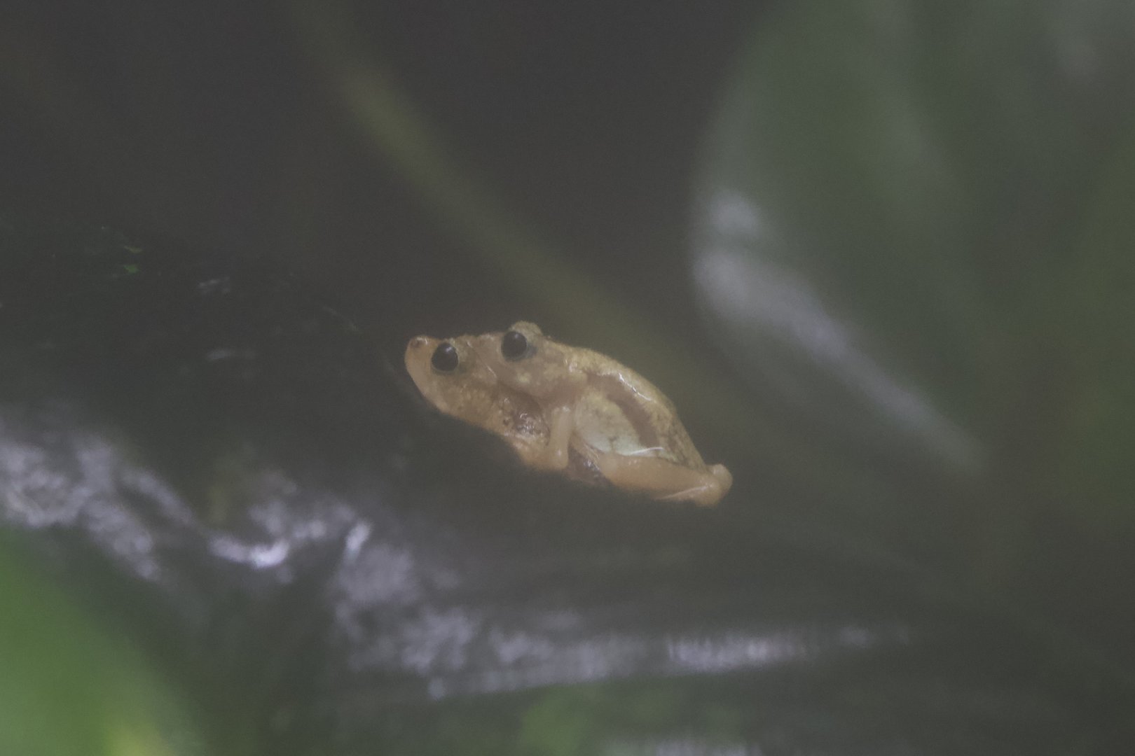 Kihansi spray toad/ Nectophrynoides asperginis