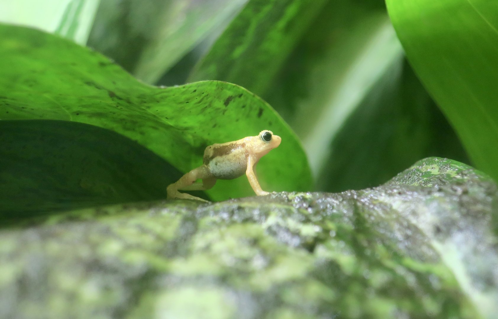 Kihansi Spray Toad (Nectophrynoides asperginis)