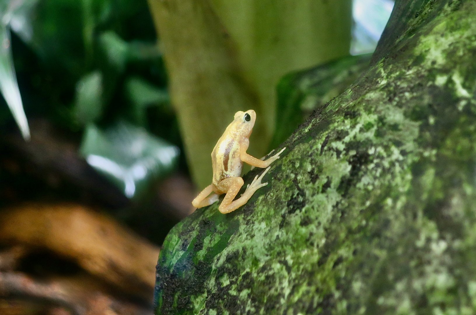 Kihansi Spray Toad (Nectophrynoides asperginis)