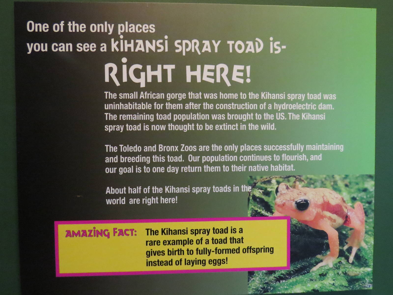 Kihansi Spray Toad Signage