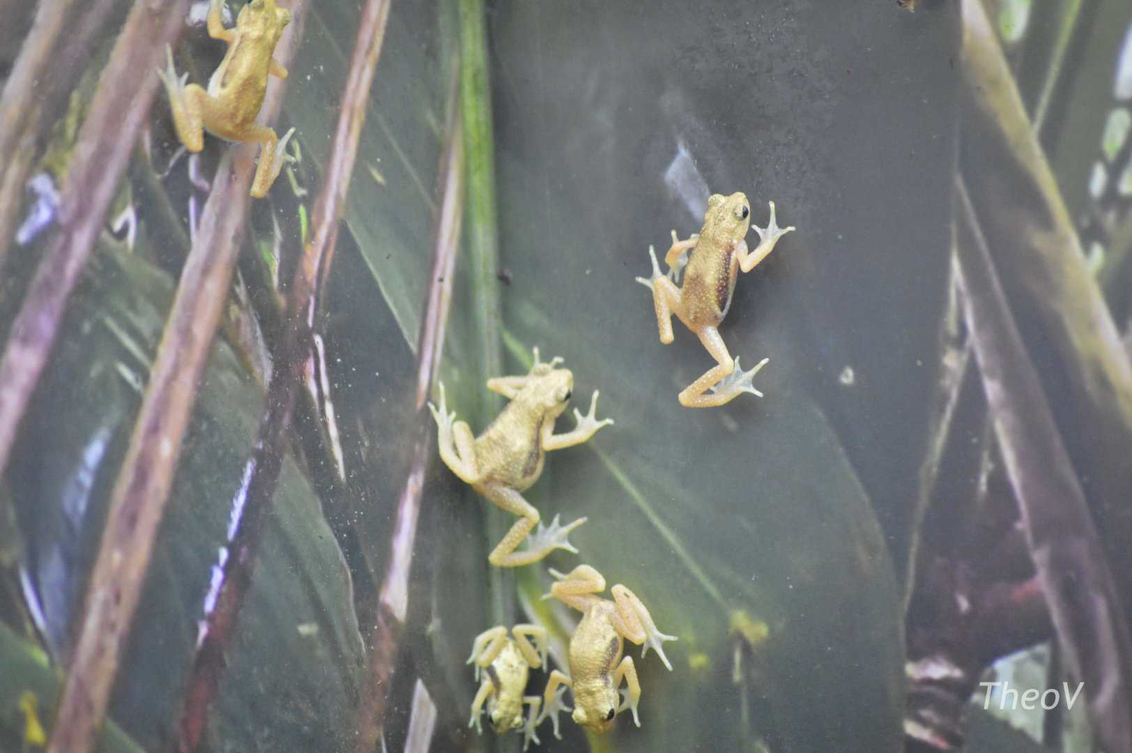 Kihansi spray toad - World of Reptiles [2017]