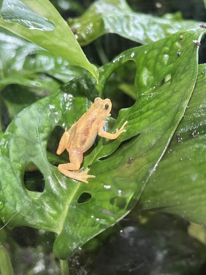 Kihansi Spray Toad