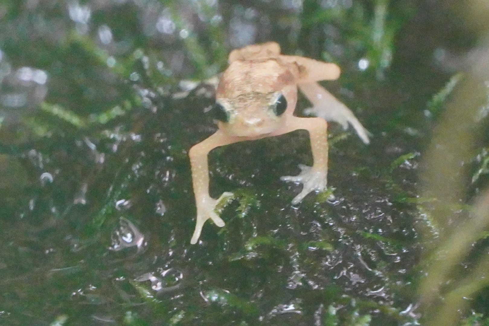 Kihansi Spray Toad