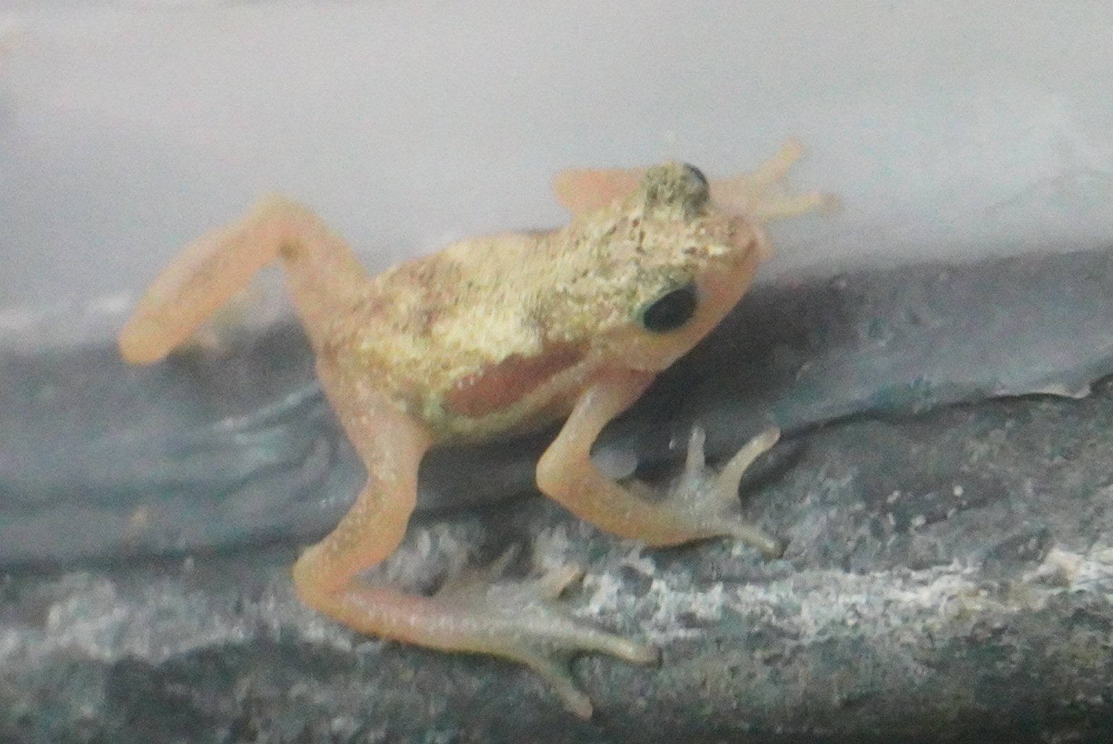 Kihansi Spray Toad