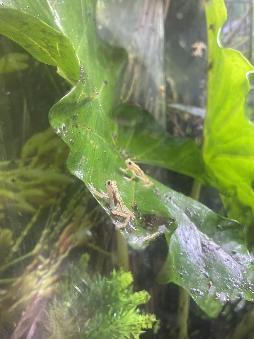 Kihansi Spray Toads - Bronx Zoo
