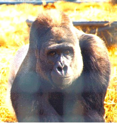 Kijo the Gorilla