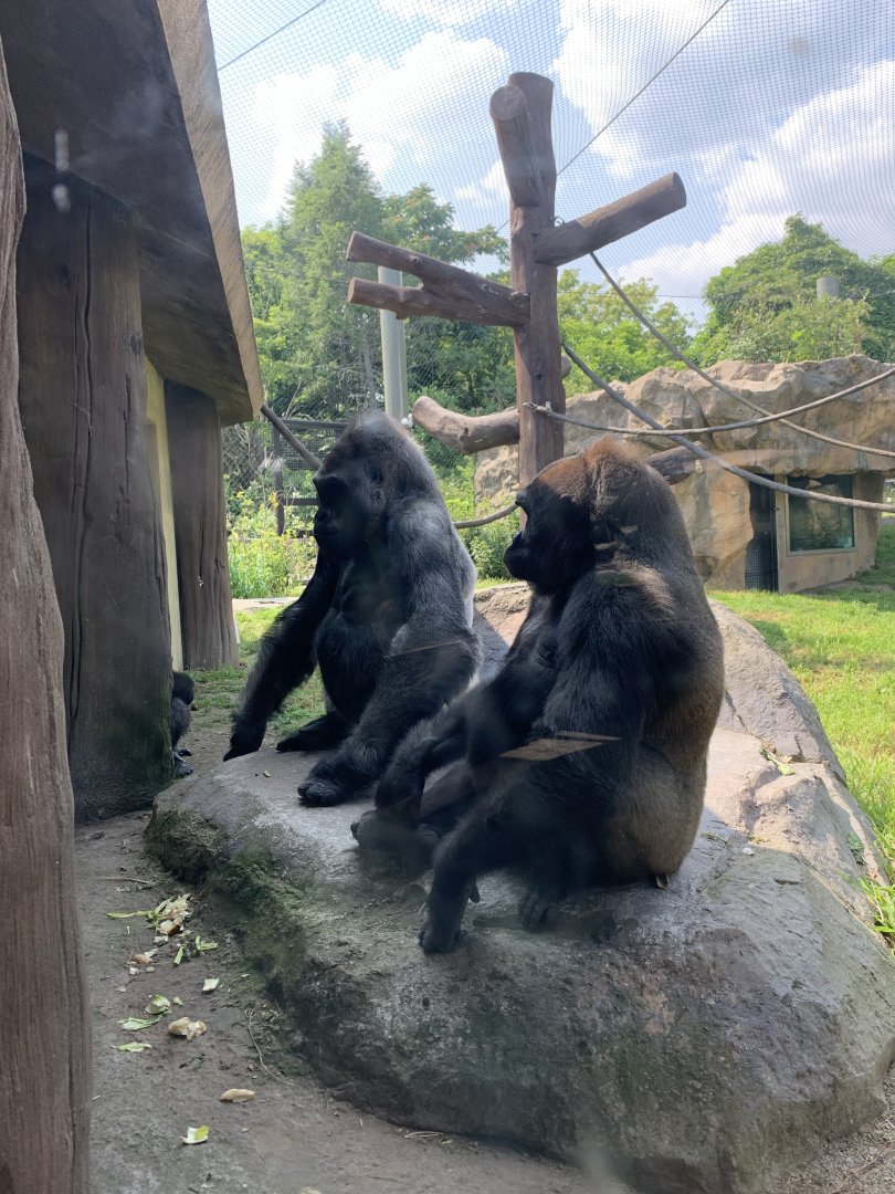 Kiki and Kambiri? (Gorilla Grove)