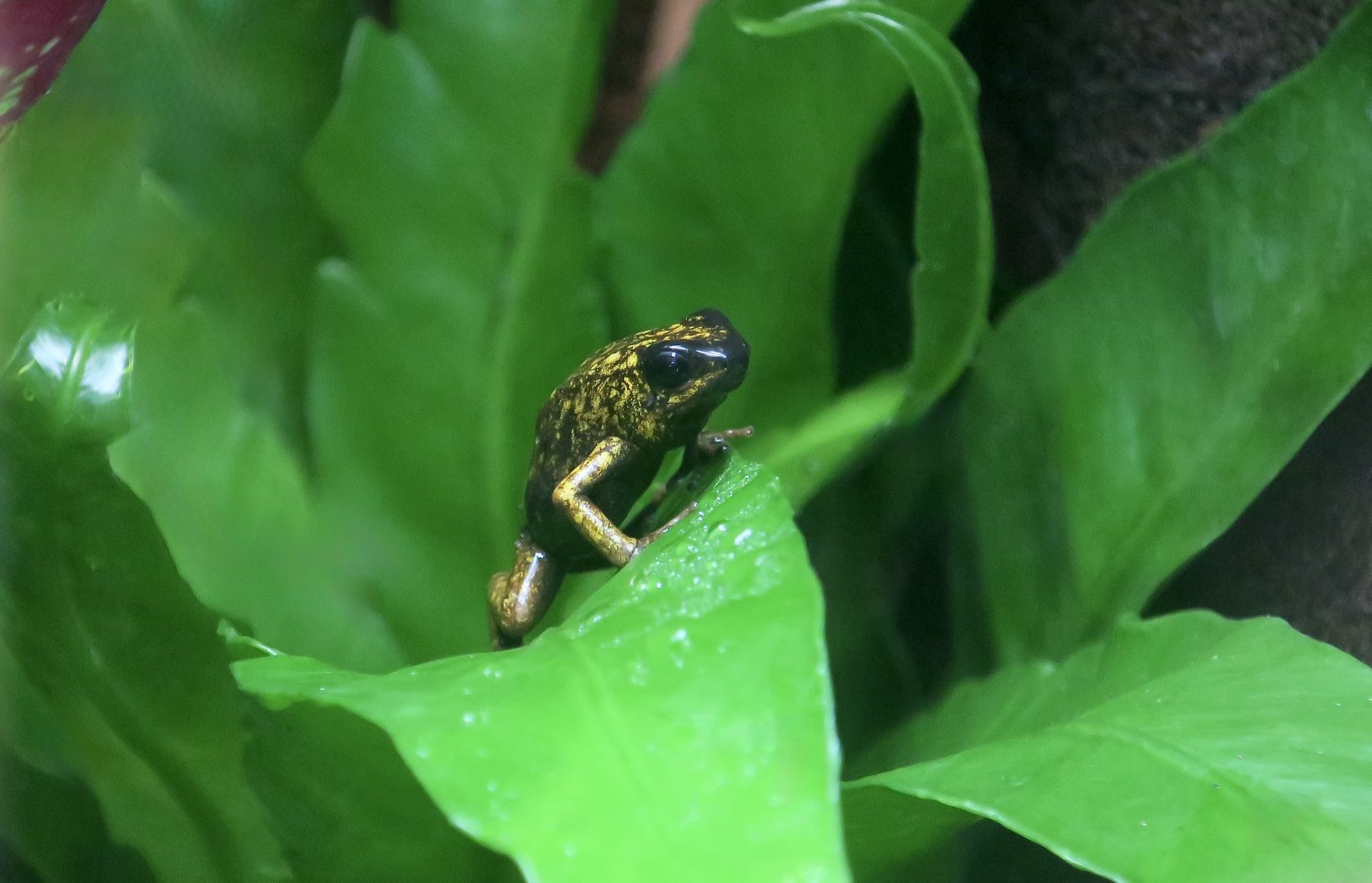 Kiki Poison Dart Frog (Oophaga sylvatica)