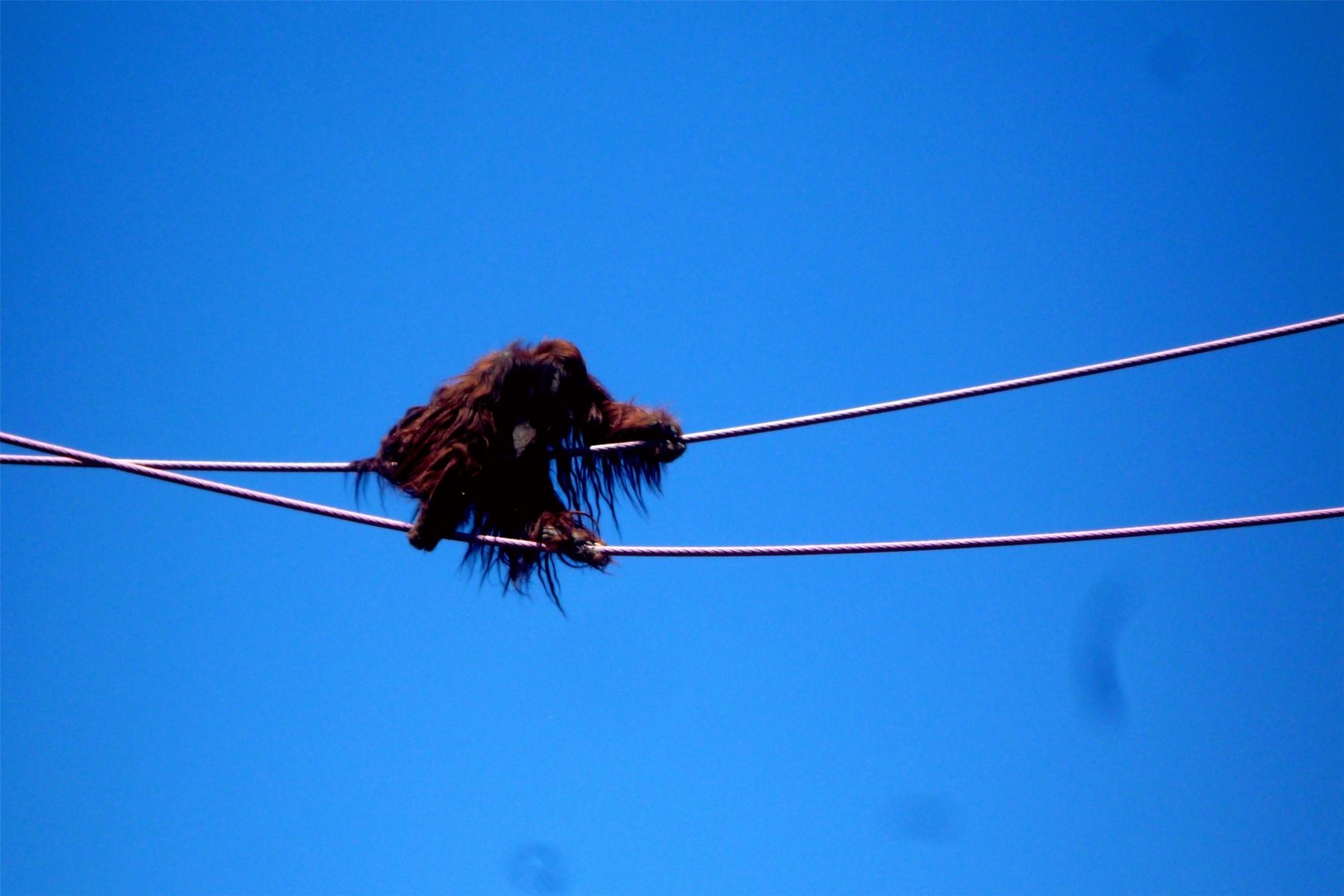 Kiko crossing the O-Line