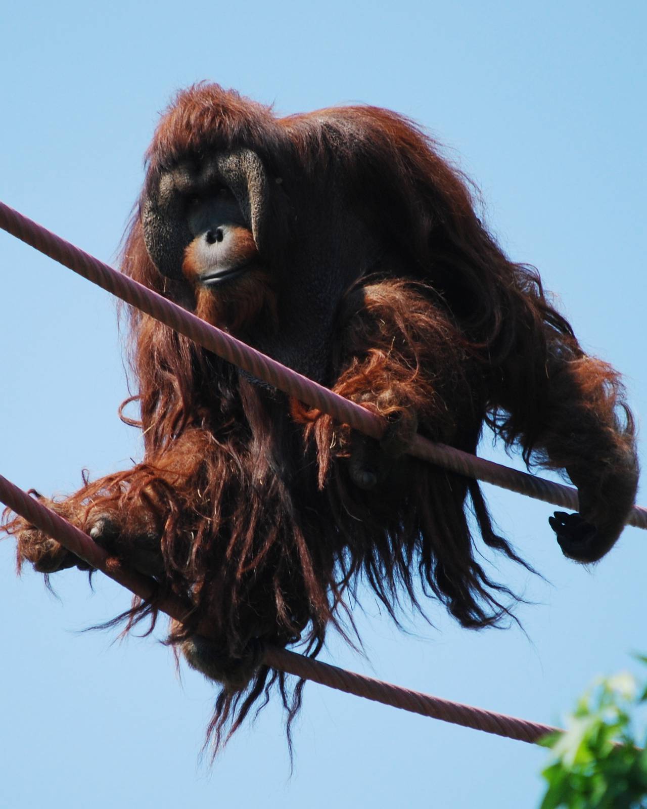 Kiko orangutan on the O-Line