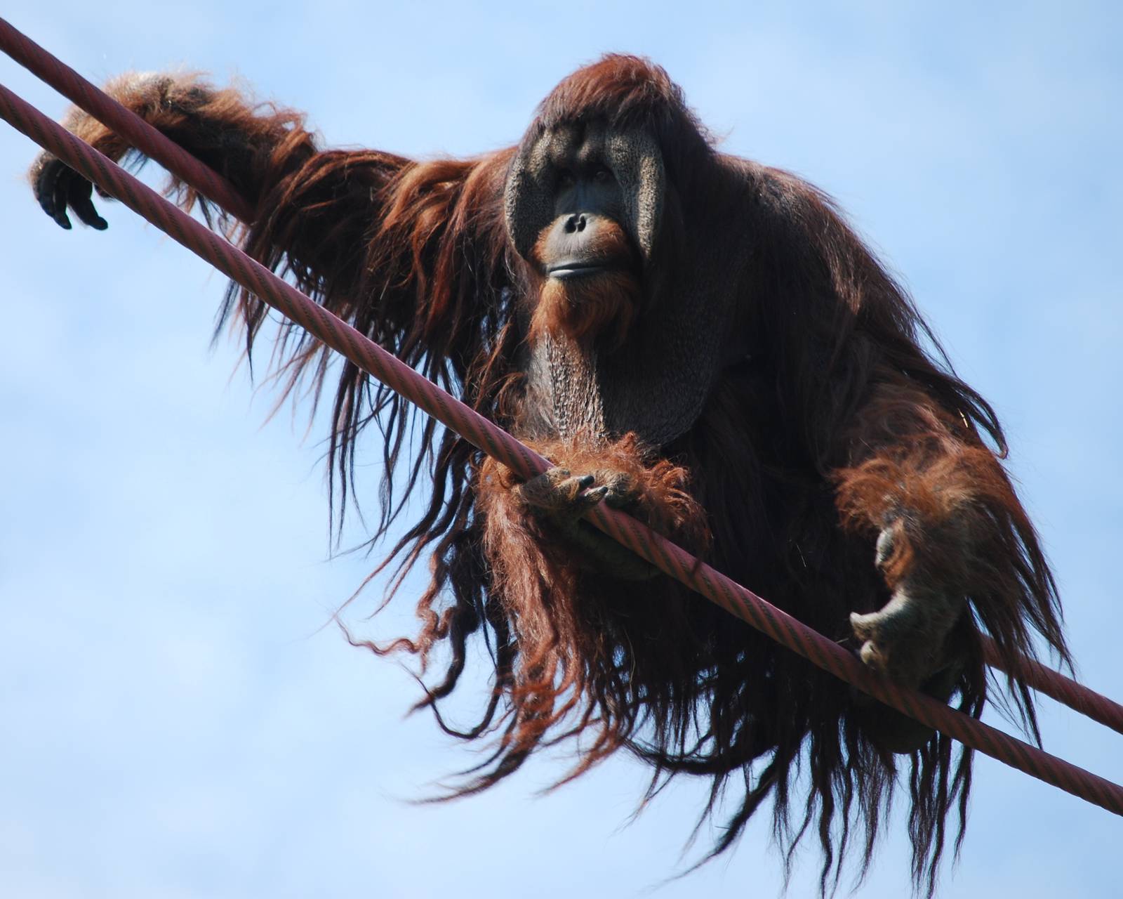 Kiko orangutan on the O-line