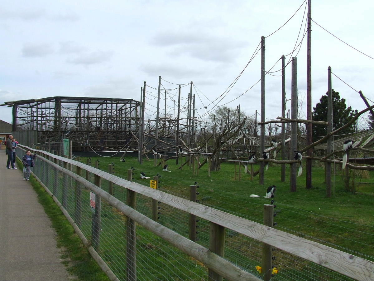 Kikuyu black-and-white Colobus and Gelada mixed exhibit