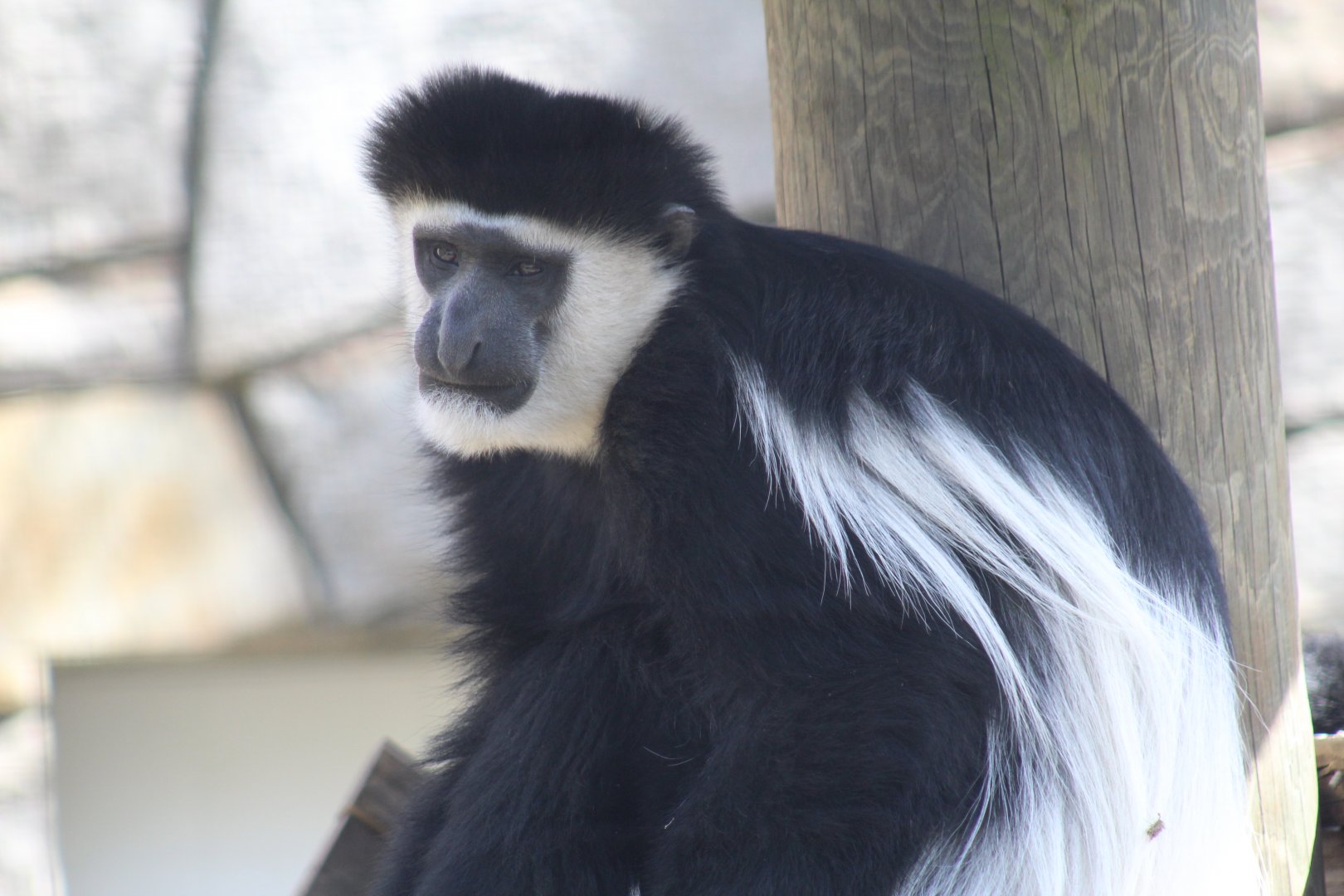 Kikuyu Black-and-White Colobus