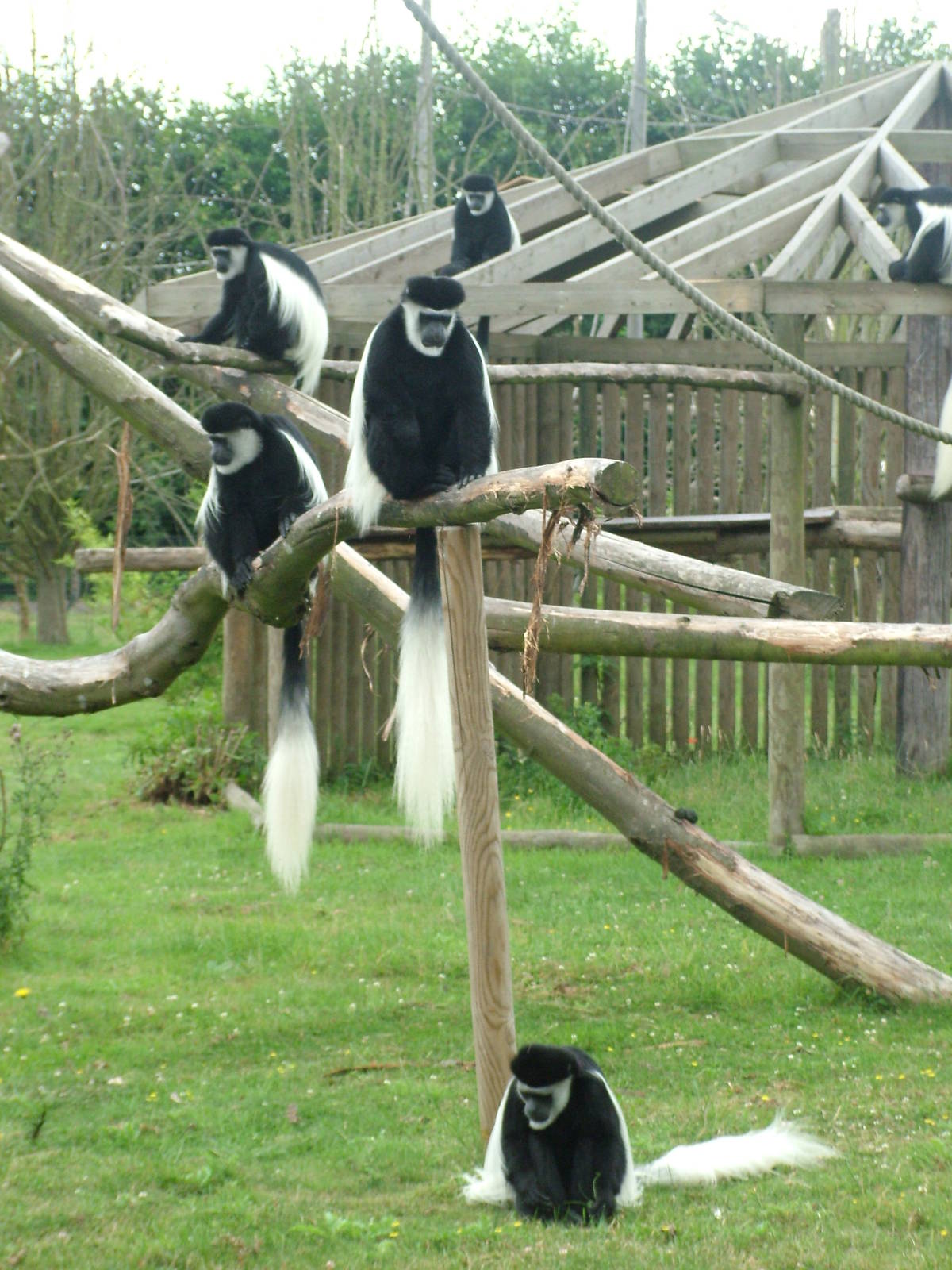 Kikuyu Colobus at Howletts, 31/07/10