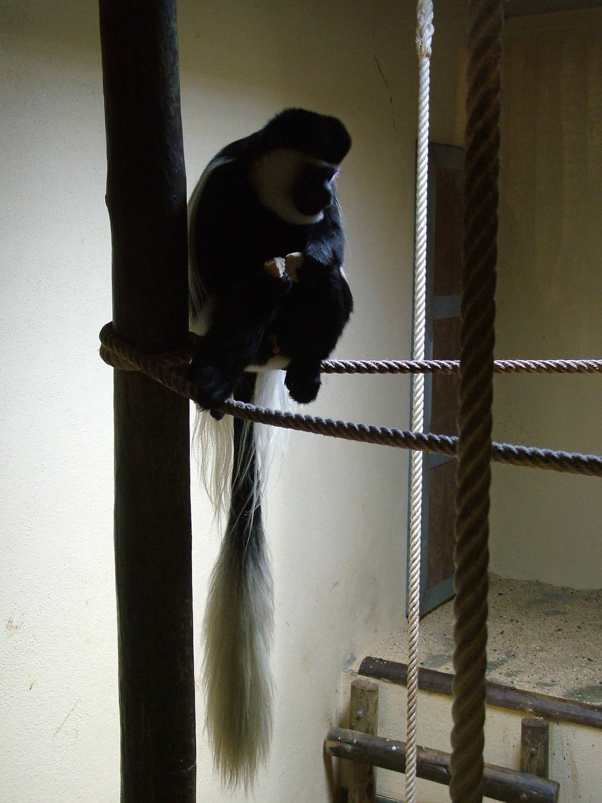 Kikuyu Colobus at Lisbon Zoo, 24/05/11