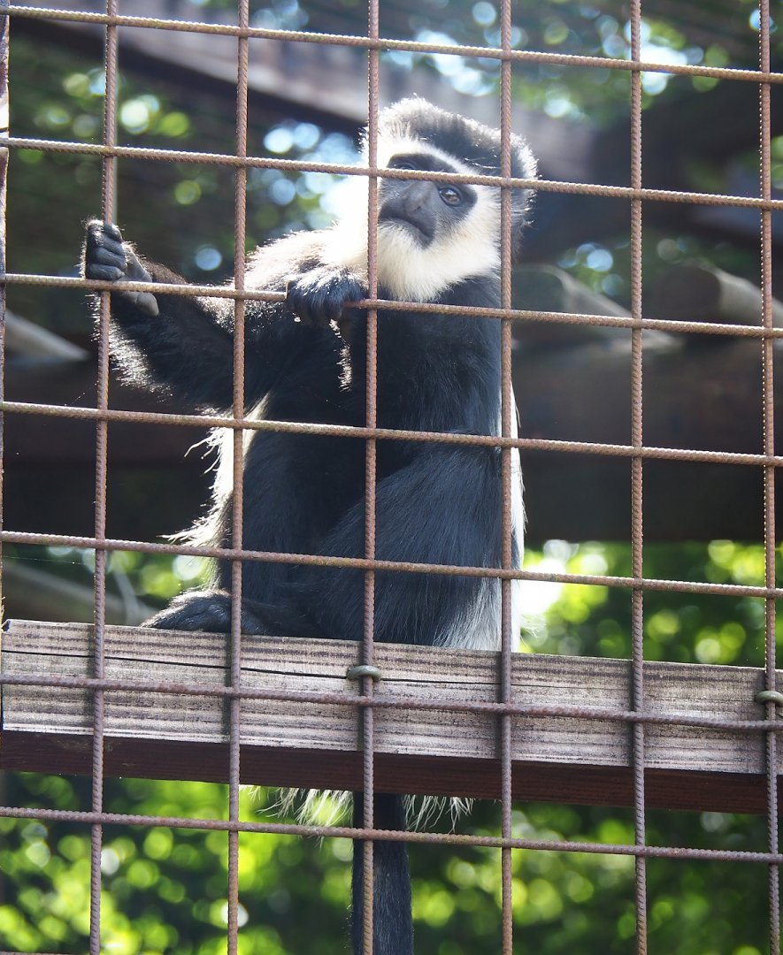 Kikuyu Colobus (Colobus guereza kikuyuensis), 2023-06-24