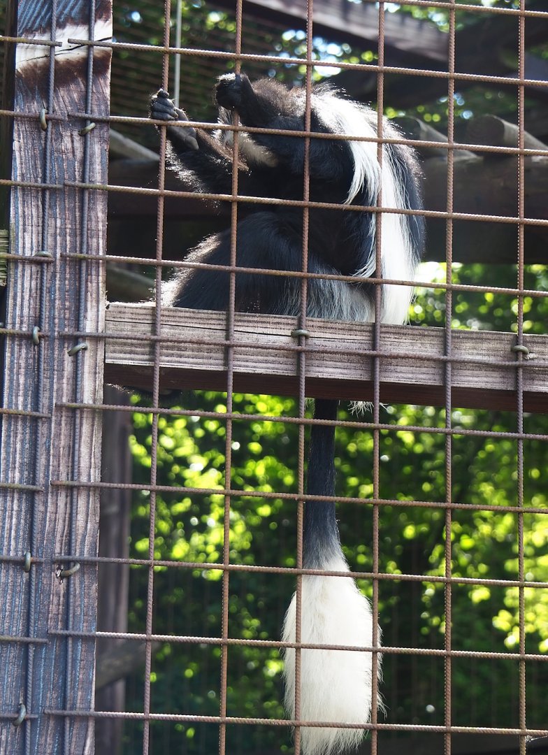 Kikuyu Colobus (Colobus guereza kikuyuensis), 2023-06-24