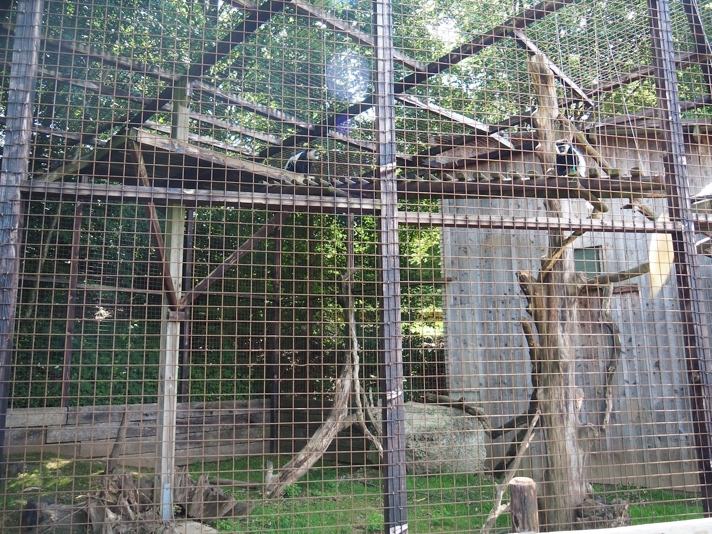 Kikuyu Colobus exhibit, 2023-06-24
