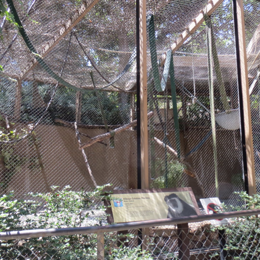 Kikuyu Colobus Exhibit