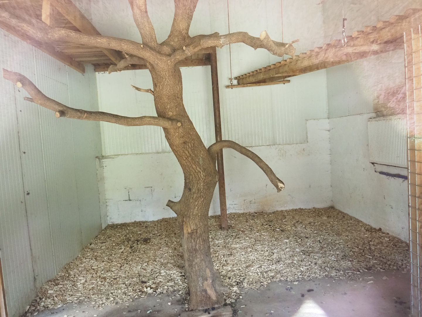 Kikuyu Colobus indoor housing, 2023-06-24