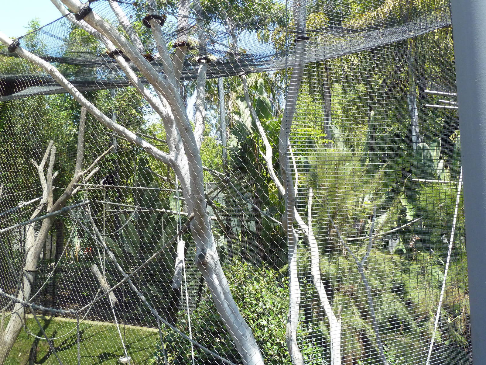Kikuyu Colobus Monkey Exhibit