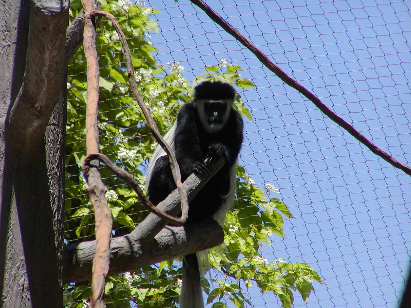 Kikuyu Colobus Monkey - Utah's Hogle Zoo