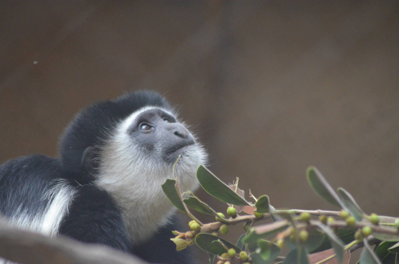 Kikuyu Colobus Monkey
