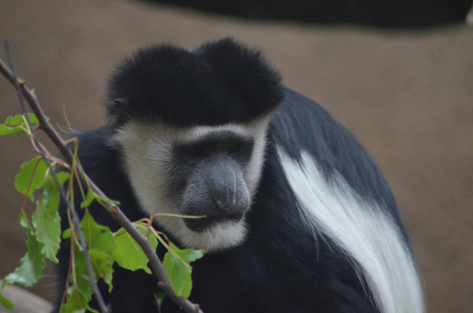 Kikuyu Colobus Monkey