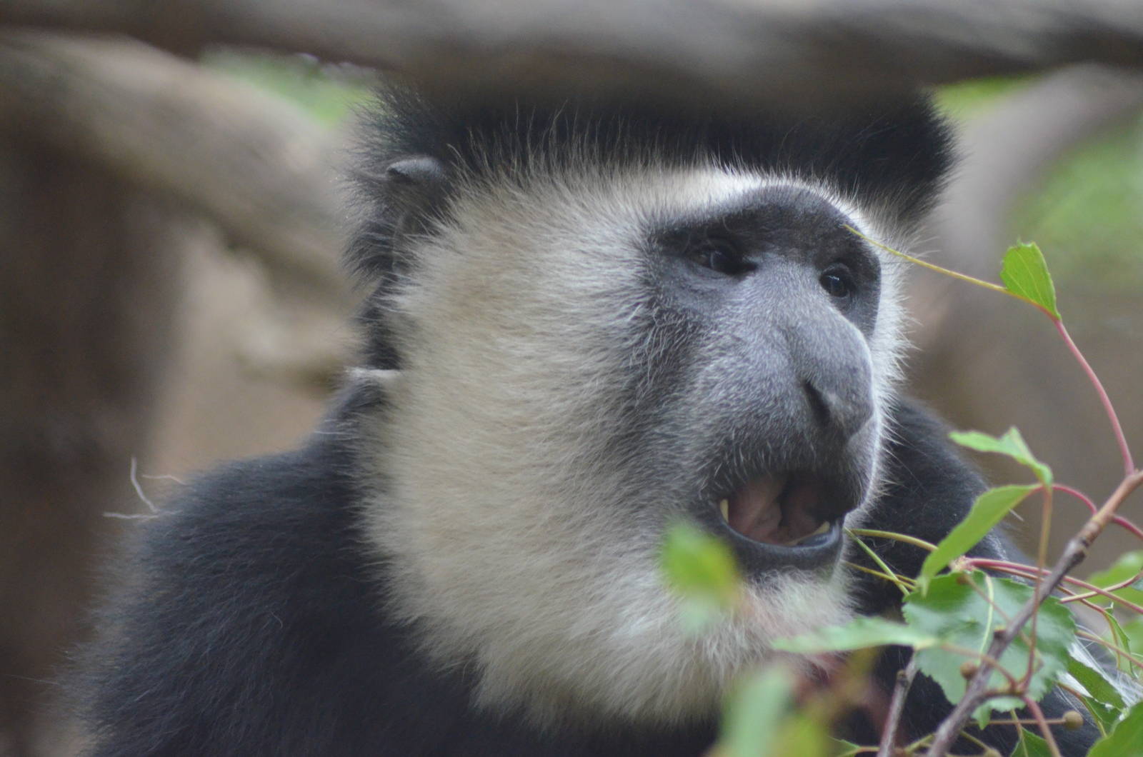 Kikuyu Colobus Monkey