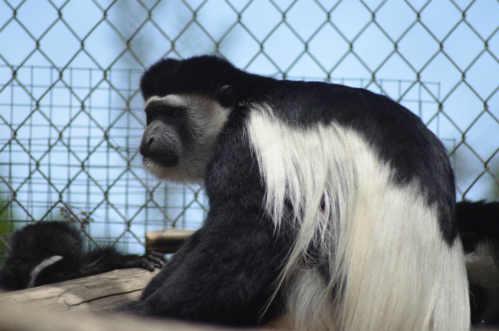 Kikuyu Colobus Monkey