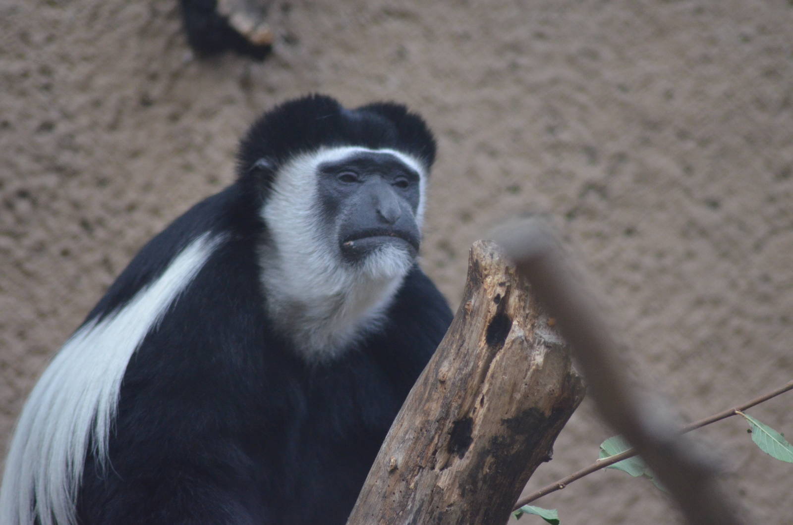Kikuyu Colobus Monkey